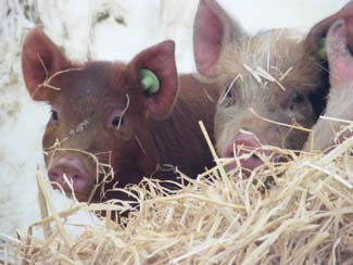 Castlefarm - Piglets